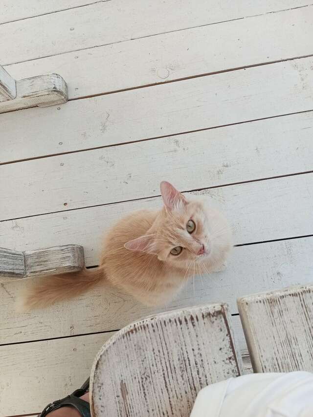 Гостиница La Grace Керчь-148